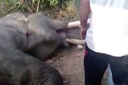 Слон попытался украсть еду за забором, застрял и умер