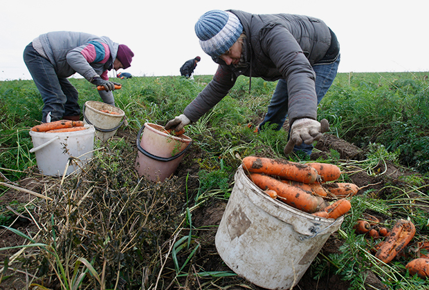 Безработные горожане убирают урожай в одном из частных сельхозпредприятий Минской области