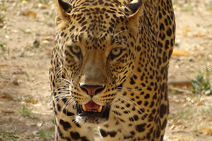 Леопард утащил трехлетнего ребенка в лес на глазах у матери