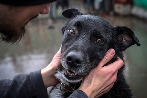 В России появился закон о защите животных Теперь у них есть права. Что это означает?