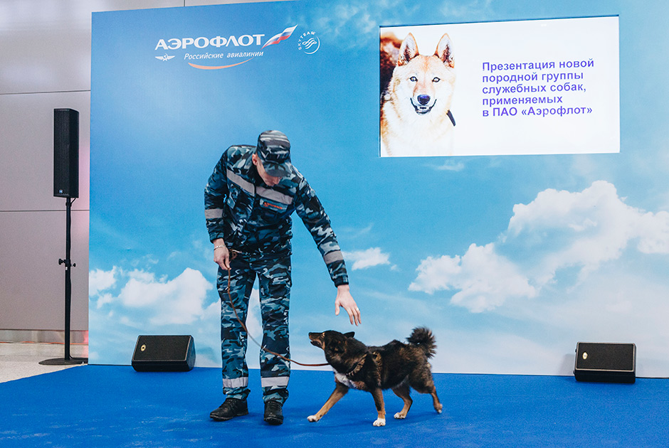 Представитель службы авиационной безопасности «Аэрофлота» демонстрирует новую породу.