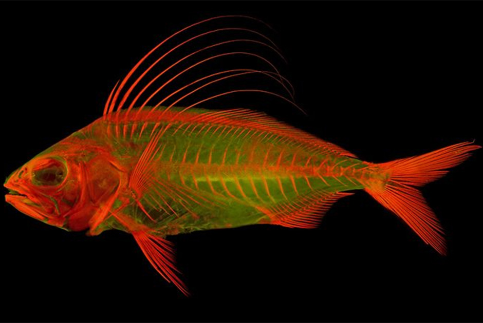В сентябре эколог В. Лео Смит (W. Leo Smith) из Университета Канзаса опубликовал работу о новом методе визуализации, который применил на промысловой рыбе — ставриде длинноперой. Для окрашивания скелета у животного были удалены мышцы.  
