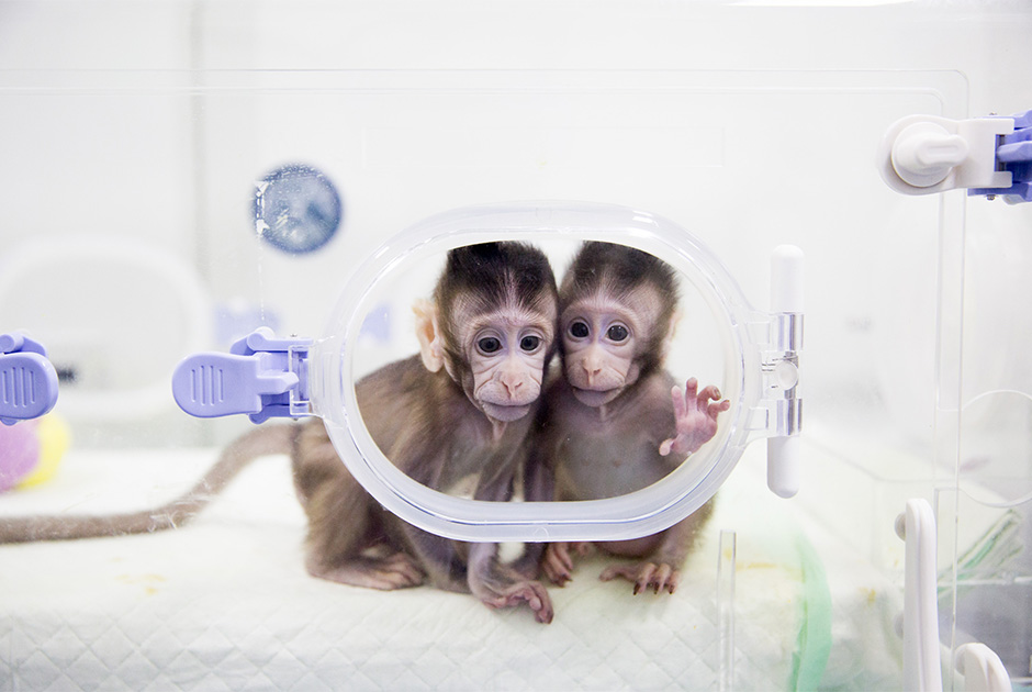 В январе китайские исследователи представили миру клонированных детенышей макак. Генетические копии обезьян были созданы по методу овечки Долли. Эти первые в истории клонированные приматы получили клички Zhong Zhong и Hua Hua.