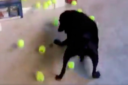 Девушка смутила собаку ворохом мячиков и насмешила пользователей сети