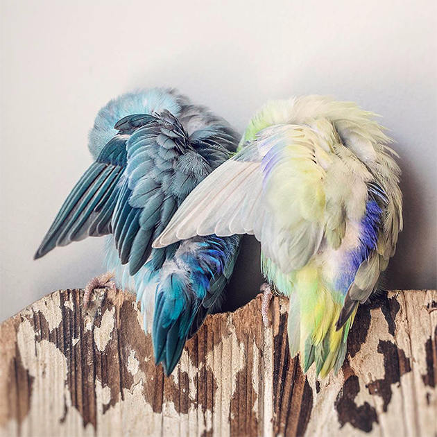 Птичьи перья кажутся красивыми лишь до тех пор, пока не увидишь, какие почти фантастические цветные пушинки прячутся за ними. «Скрытые цвета являются одними из самых интенсивных», — раскрывает секрет фотограф Рупа Суттон.
