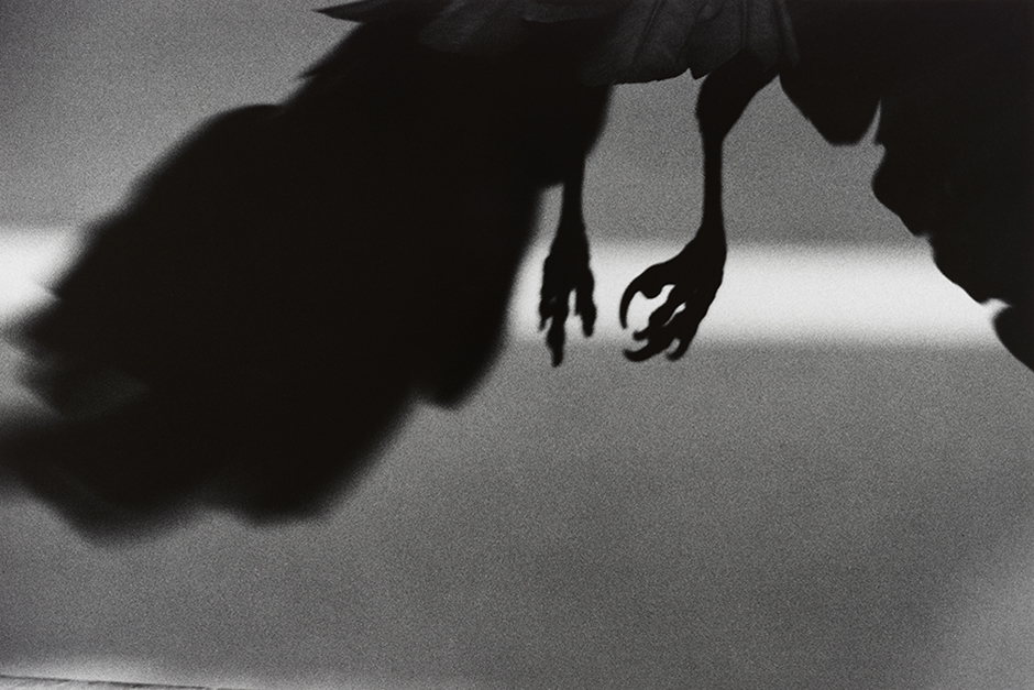 Серия «Вороны» (множественное от «ворон», а не «ворона») в оригинале называется «Одиночество ворона» — и именно эти монохромные, мрачные снимки принесли Фукасэ репутацию радикального фотографа. Фукасэ использовал птицу как метафору своего одиночества. Позже, в 1982 году, он даже говорил, что сам «стал вороном». Спустя несколько десятков лет альбом «Вороны» признали лучшей фотокнигой всех времен. Для фотографа серия символизировала отчаяние, в которое он впал после развода с женой. Ее звали Ёко, и с ней Фукасэ прожил 12 лет, посвятив ей большой альбом, названный ее именем. В японской мифологии ворон — существо, несущее разрушение, предзнаменование беспокойных, тревожных времен. Фукасэ часто возвращался к знакомому мотиву в поздние годы своей слишком рано оборвавшейся карьеры.