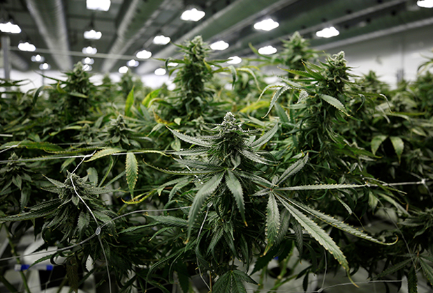 В грузии легализована марихуана где купить семена канабиса