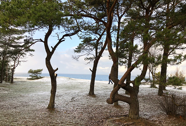 Весь берег моря в заповеднике Клиф Панга зарос сосновым лесом, который вполне можно назвать танцующим — деревья из-за постоянных ветров растут совершенно причудливым образом. 