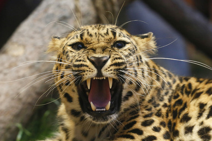 Леопард-убийца пойман после нападений на детей