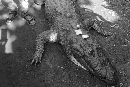 500 человек проводили в последний путь любимого 130-летнего крокодила