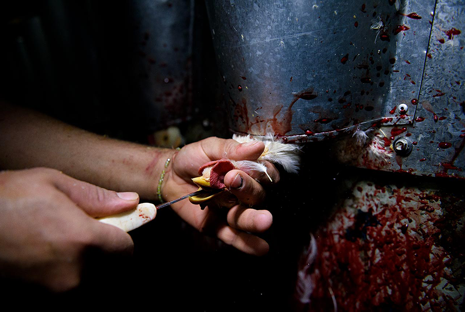 Забой кур в семейной бойне в мексиканском городе Исукар-де-Матаморос, штат Пуэбло. Перед смертью птиц не оглушают, хотя закон требует это делать.