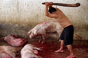 «Не существует гуманных убийств» Фотограф снял животных на скотобойне. Они умирают мучительно и долго