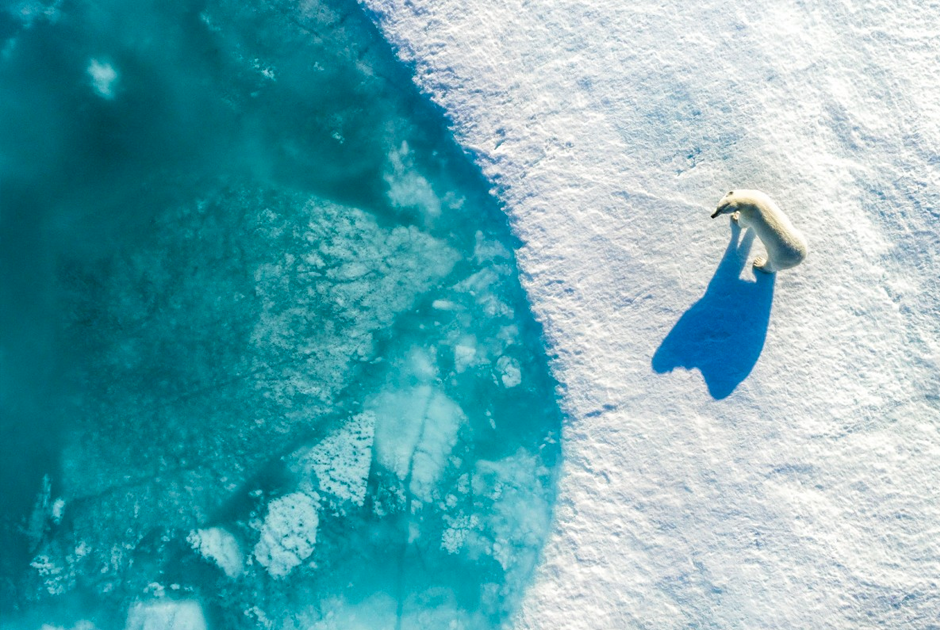 Флориан Леду специализируется на экспедициях в Арктику и съемке ее дикой жизни. Его личный сайт переполнен фотографиями охотящихся полярных медведей, отлеживающих бока тюленей и резвящихся лис. 


«Белые медведи определяют, где находятся тюлени с помощью своего развитого обоняния. Они ждут возле отверстий, чтобы услышать дыхание тюленя. Чтобы поймать его, медведи должны быть умными и терпеливыми, потому что иногда охота может длиться несколько часов или даже дней», — поделился Леду.