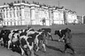 Крупный рогатый скот на Дворцовой площади. Ленинград, осень 1941 г.