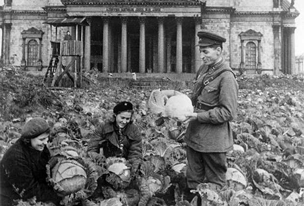 Сбор урожая капусты на огороде у Исаакиевского собора. Сентябрь 1942 г. 