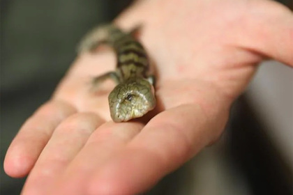 Двухголовая ящерица с синими языками удивила зоологов