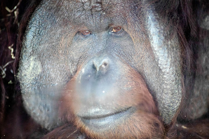 Орангутан откусил палец работницы зоопарка