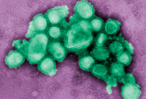 Вирус H1N1