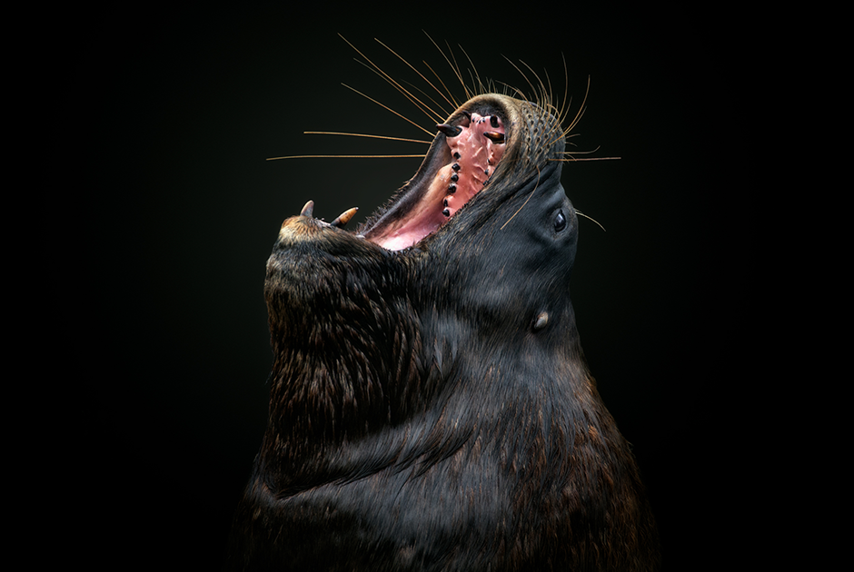 Морской лев широко раскрывает свою пасть на фотографии «Агония и экстаз» перуанца Петро Харке Кребса. Категория «Живой мир и дикая природа».

