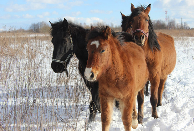 На зиму лошадки обрастают густой шерстью. Так теплее