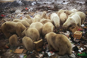 «О! Ни хрена себе гость!» В России произошло нашествие белых медведей: репортаж из Instagram