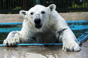 «Надо понимать, что хищники всегда рядом» На Севере России нашествие белых медведей. Как от них спастись и стоит ли паниковать?