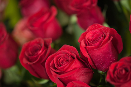 Восьмилетний школьник потратил все карманные деньги на розы для 68 сверстниц