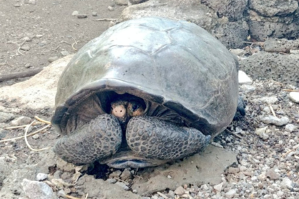 Вымершая более сотни лет назад черепаха обнаружена живой