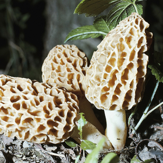 Morchella mushrooms 