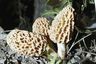 Morchella mushrooms 