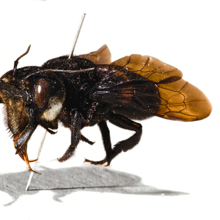Megachile pluto