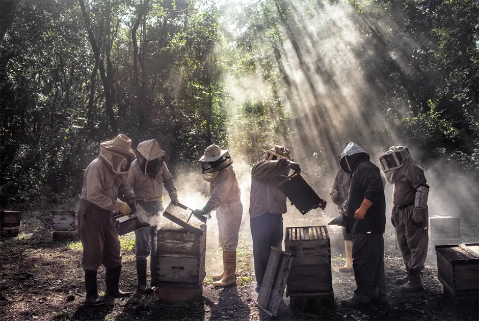 Группа пчеловодов ухаживает за ульями в маленьком мексиканском поселке Тинуне. Местные пчеловоды жалуются на фермеров, выращивающих сою на полуострове Юкатан. Агрохимикаты, которые они используют, загрязняют сельскохозяйственные культуры и снижают рыночную стоимость меда, угрожая его органическому происхождению. Номинант в категории «Окружающая среда».
