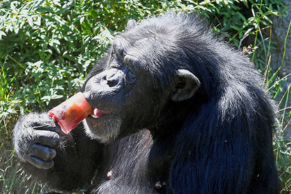 У шимпанзе нашли развитую цивилизацию