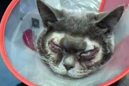 Хозяйка отправила «уродливого» кота на пластику и попала под шквал критики