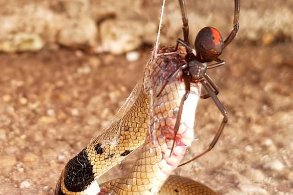 Самый опасный паук Австралии победил самую ядовитую змею: Звери: Из жизни:  Lenta.ru