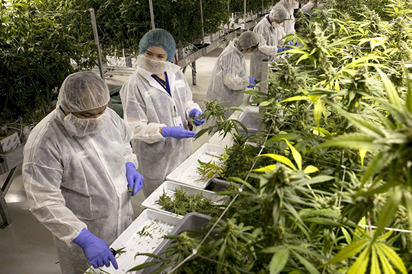 Выращивание медицинской марихуаны как скачать тор браузер gydra