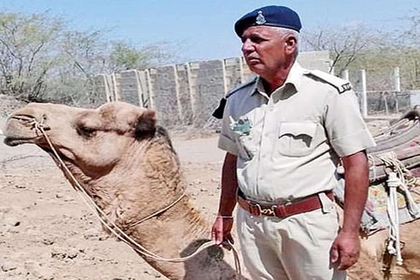 Полицейский верблюд впал в депрессию и отказался от еды после смерти напарника