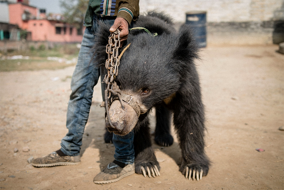Рангила, 19-летний медведь-губач в Непале. Это последний из так называемых «танцующих медведей»  — жестокой традиции пришел конец. Рангила и еще одна 17-летняя медведица были последними, кого удалось спасти. Снимок отмечен особой премией в категории «Наука и природа».