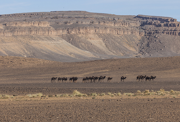 На безводных каменистых плато могут выжить только верблюды.