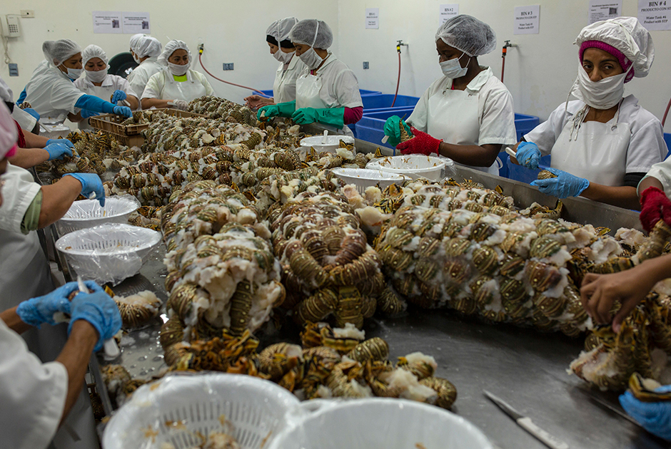 Ныряльщики — самое бедное и уязвимое звено в индустрии добычи и продажи омаров. В 2017 году Гондурас практически полностью занял рынок лобстеров в США и продал американцам омаров на сумму 40 миллионов долларов. Разумеется, до мискито дошли лишь крохи.
