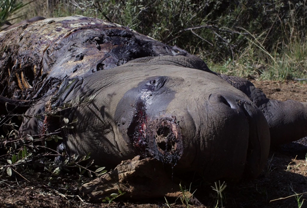 Убитый носорог