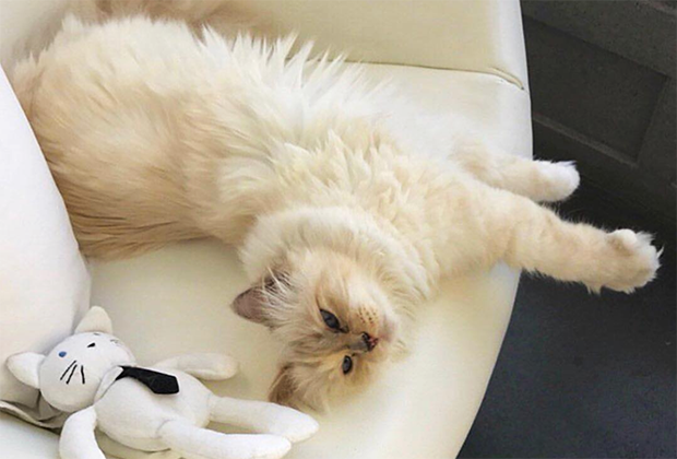 Фото из Instagram-аккаунта кошки Лагерфельда Шупетт