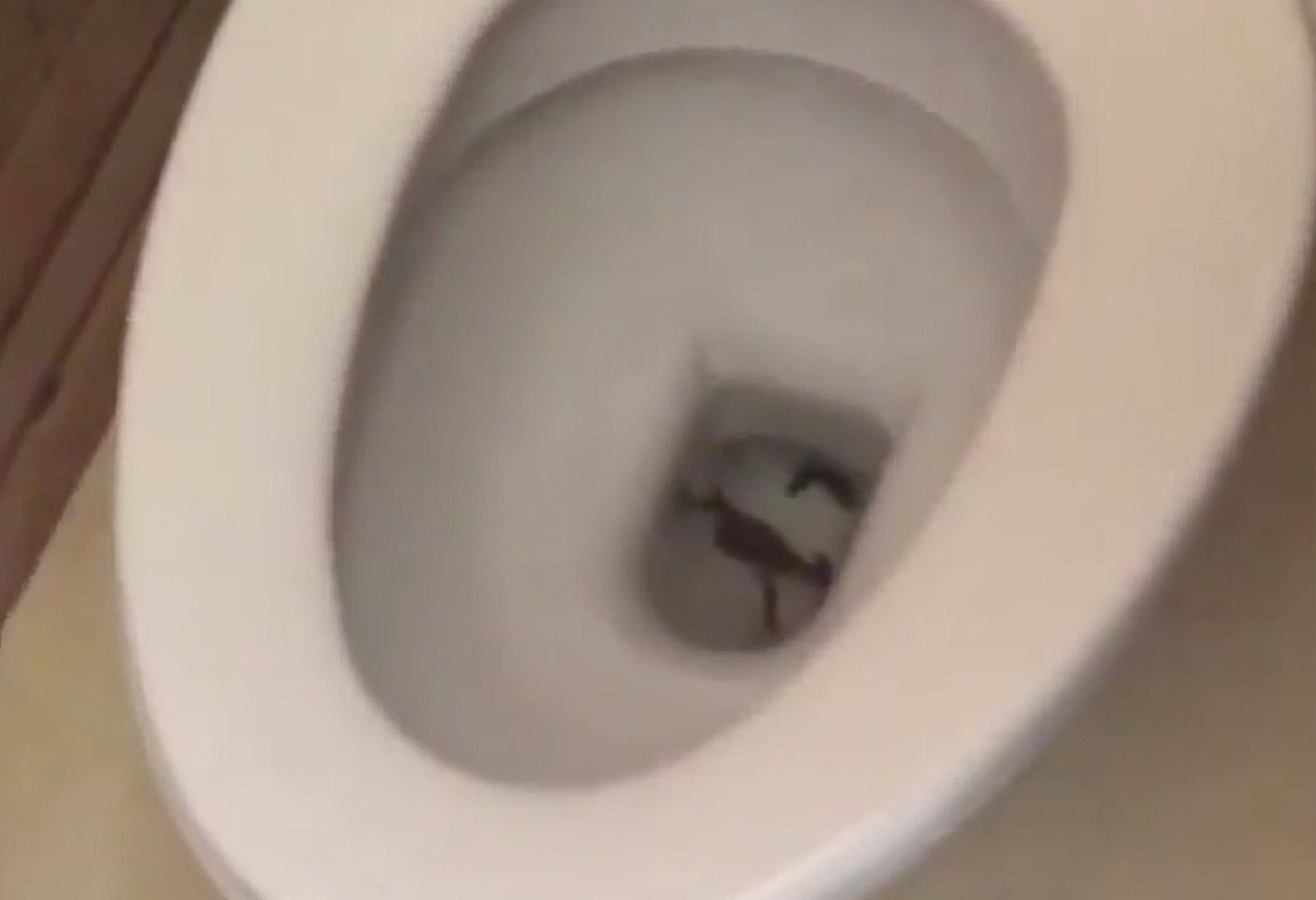 Лягушка в туалете