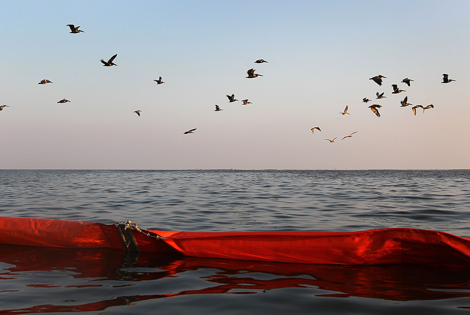Коричневые пеликаны летят домой — на остров в бухте Баратария, штат Луизиана. Пеликаны живут там вместе с цаплями и розовыми колпицами. Из-за разлива нефти в Мексиканском заливе в 2010 году пернатые сильно пострадали. Испачканных в нефти обитателей острова отмывали в центре спасения дикой природы, однако спасти удалось не всех.  