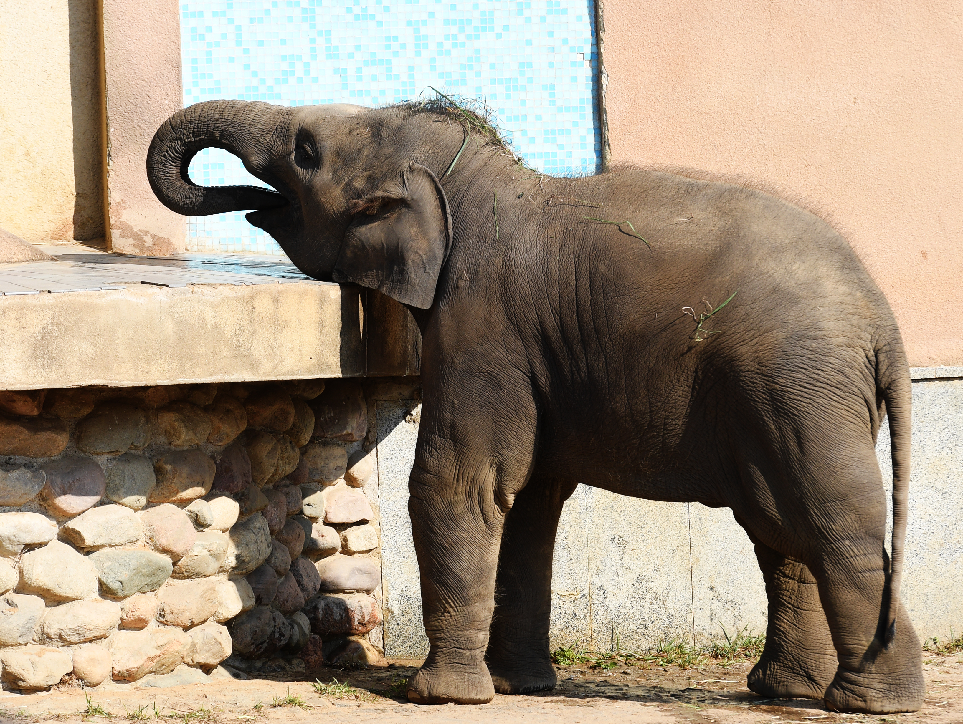 Индийский слон Московский зоопарк