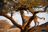 Главное, зачем едут в Намибию — сафари. Например, здесь можно встретить гепарда.