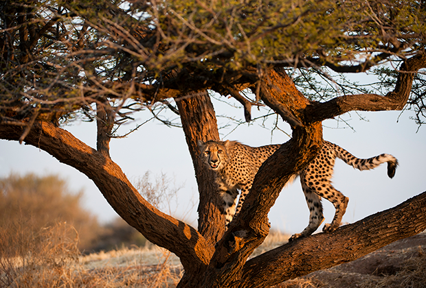 Главное, зачем едут в Намибию — сафари. Например, здесь можно встретить гепарда.