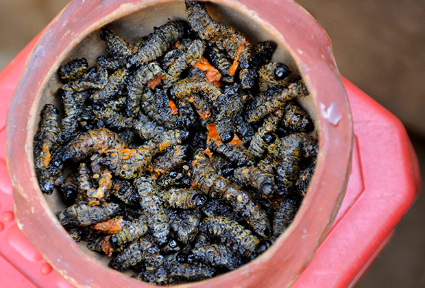 Есть в Намибии и более экзотические блюда. Например, черви мопане, обитающие на одноименном дереве, из которых делают суп.