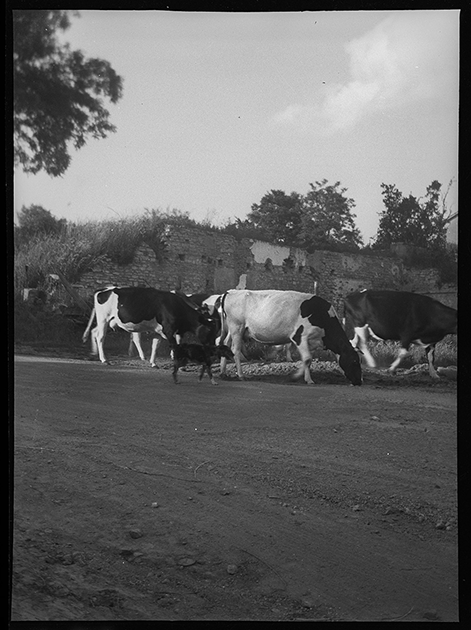 Коровы в пригороде Берген-оп-Зома. Нидерланды, 1944 год.