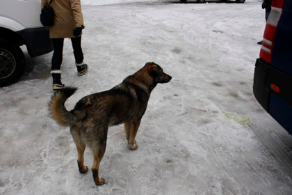 Припять окрестили городом собак